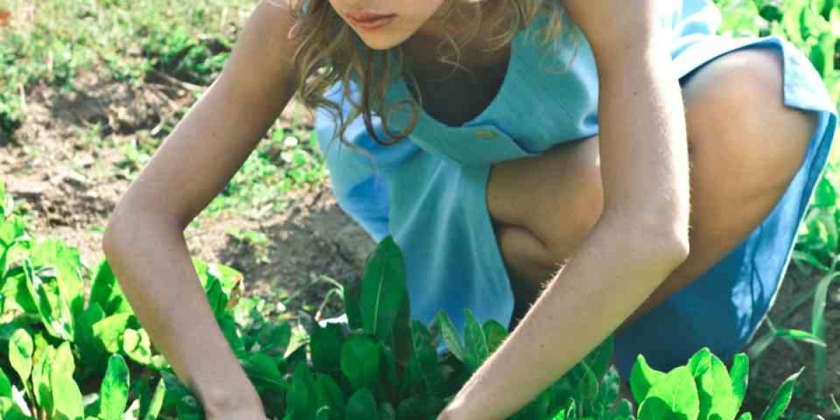 Jardinagem para Iniciantes: Por Onde Começar?