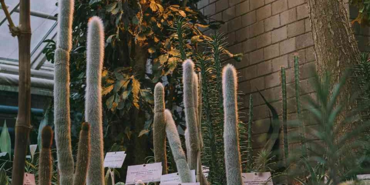 Cactos no Vaso de planta, ao fundo de uma parede de tijolos 