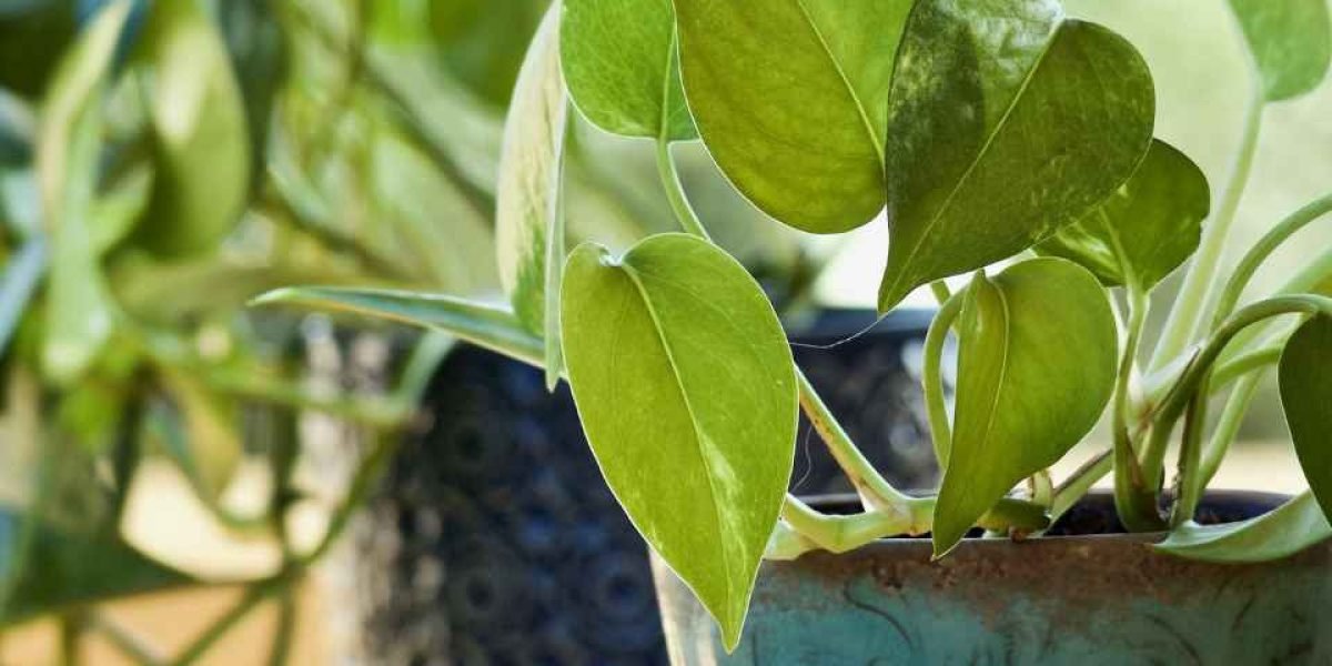 Você sabia que essa planta vive só com sombra?