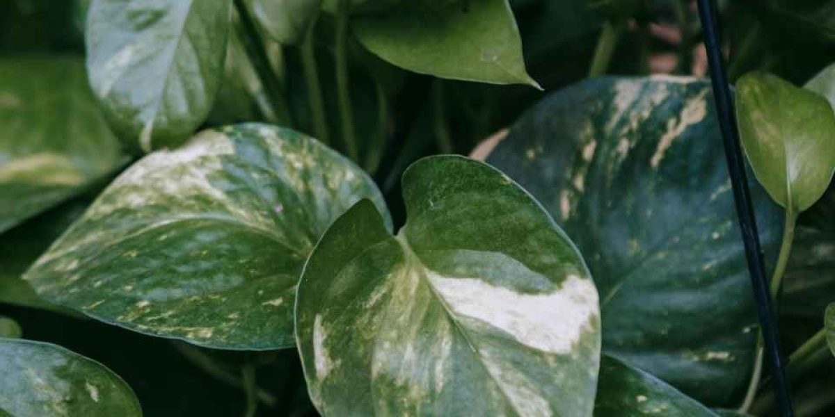 Peperômia verde ao ar livre 