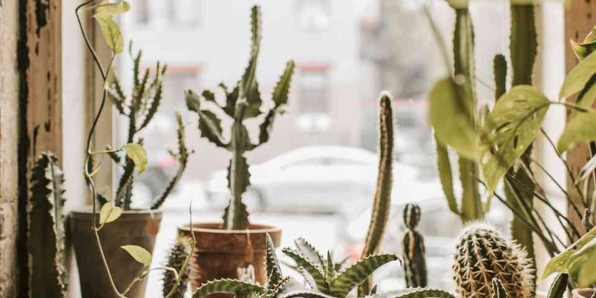 Cactos perto da Janela de vidro