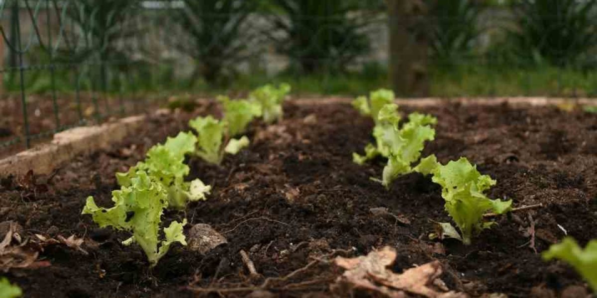 Plantação de couve ao ar livre 