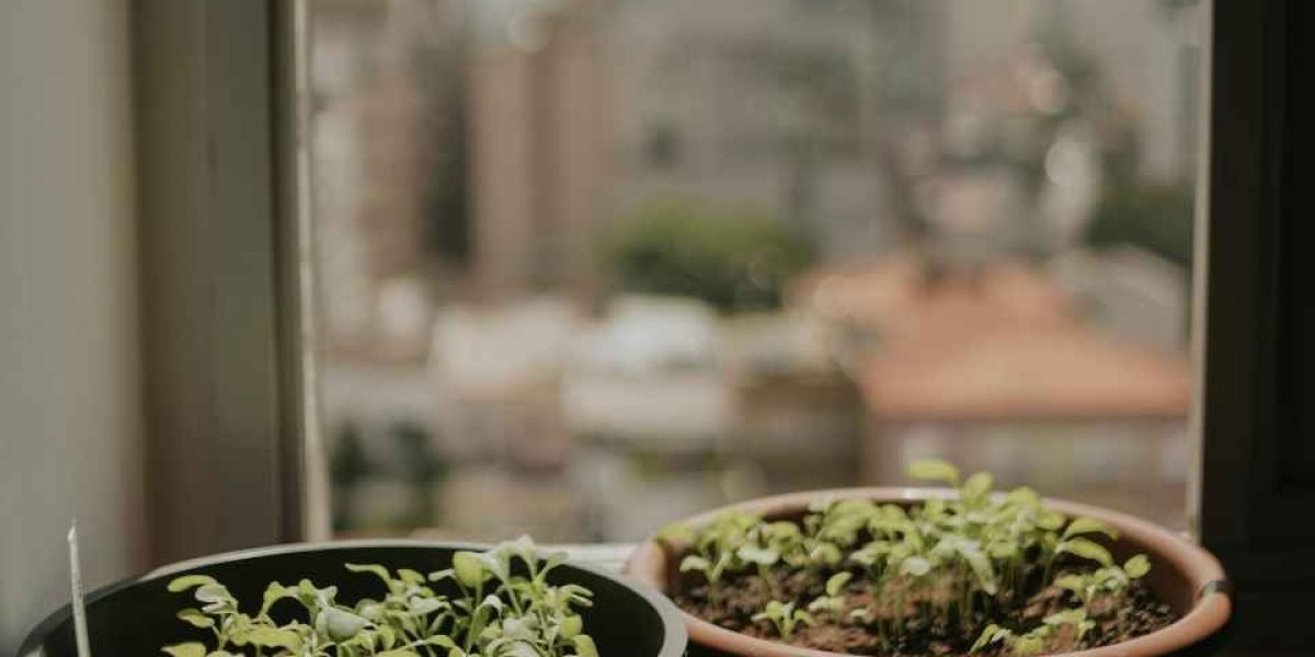 Plantas com uma bela vista pela janela 