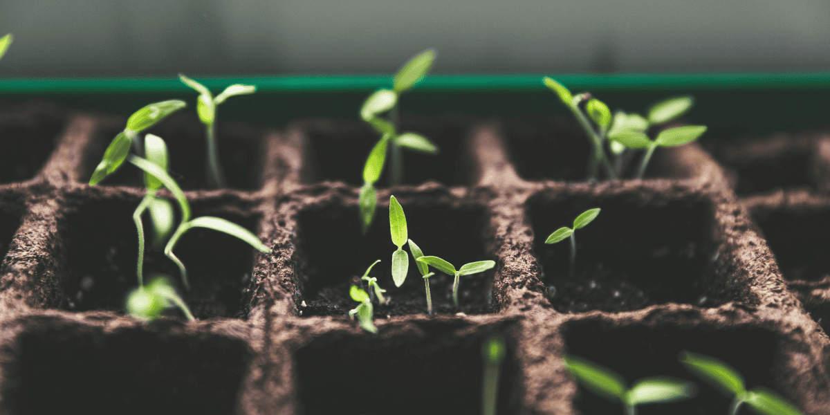 5 plantas que qualquer iniciante consegue cuidar dentro de casa