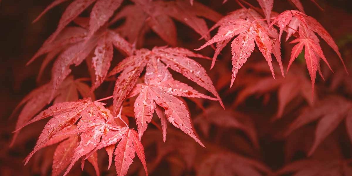 Red leaves of Japanese or Red emperor maple (Acer palmatum) after rain. Close-up of a wet tree. Nature background concept with copy space.