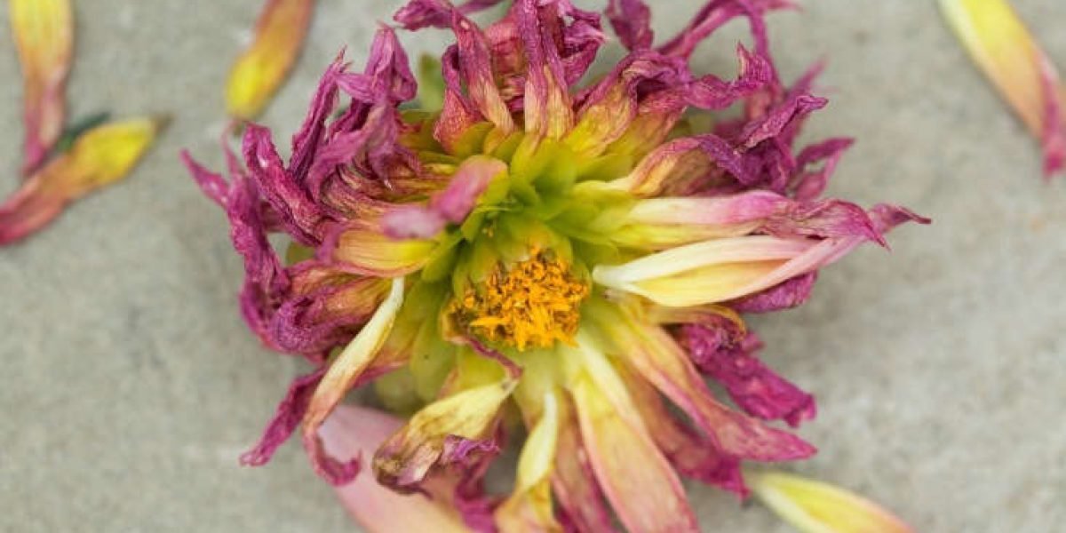 Desvendando o Misterioso Mundo das Tubérculos: Você Sabe Como Armazenar?