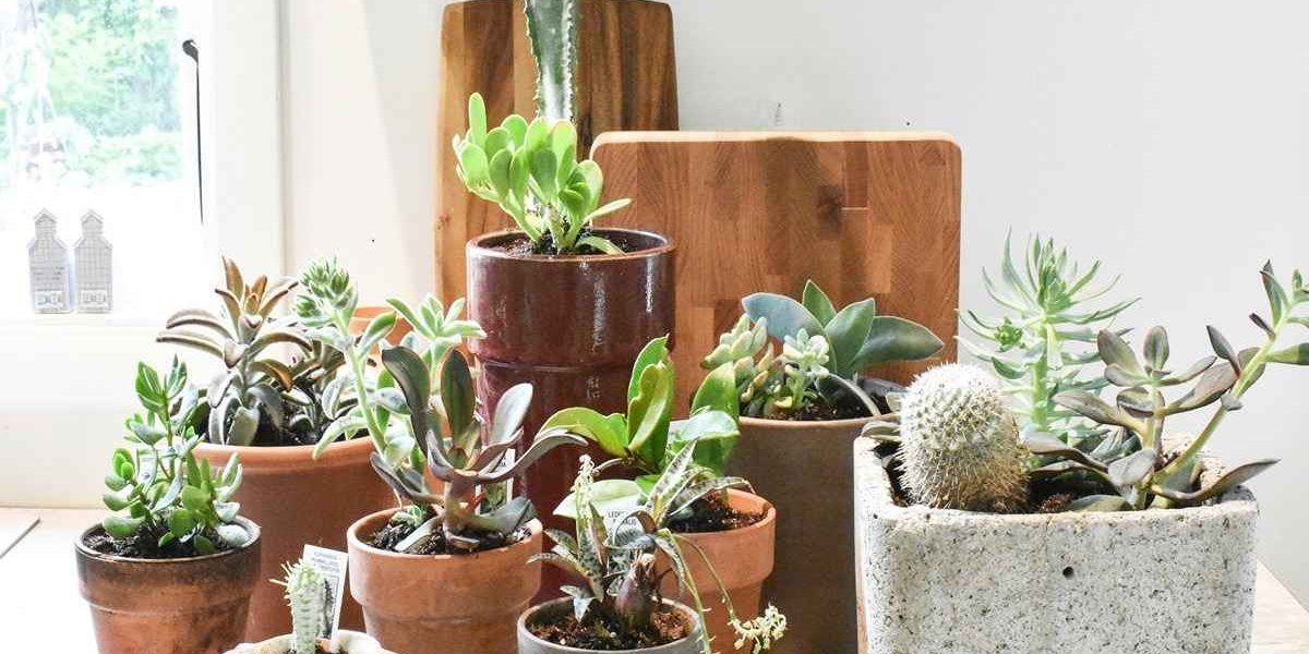 Vasos pequenos: o que aprendi depois de muitos erros