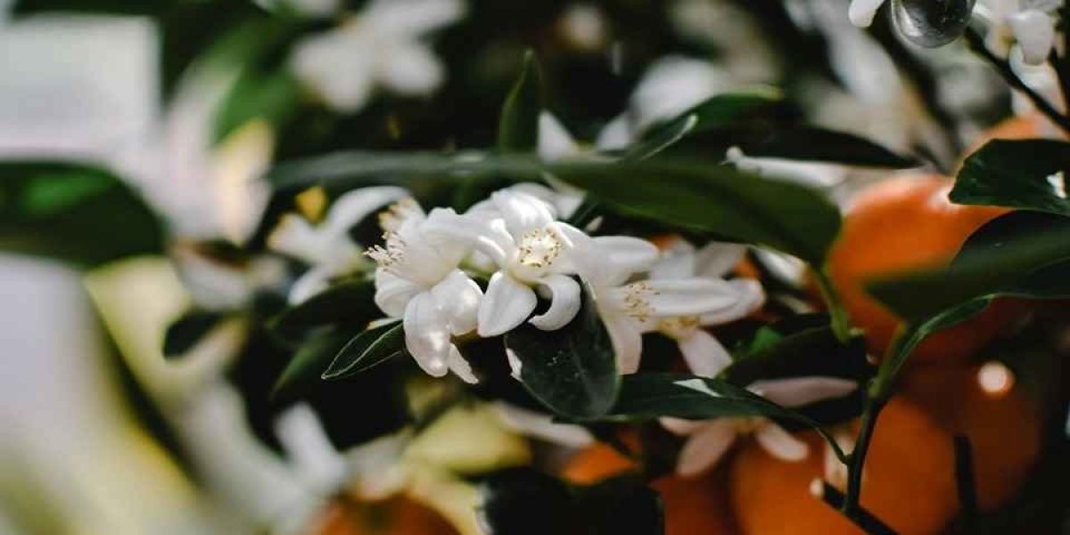 Cuidados Essenciais para Cultivar um Pé de Fruta em Apartamentos