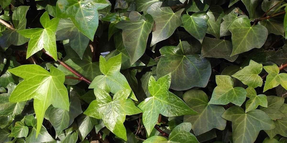 A Incrível História por Trás da Abóbora: Você Nunca Imaginou!