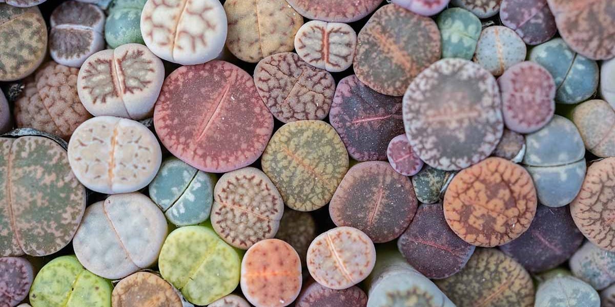 Full frame shot of Lithops planting in a pot. Lithops is interesting plants from southern Africa and become popular with growers of succulents and unusual plants.