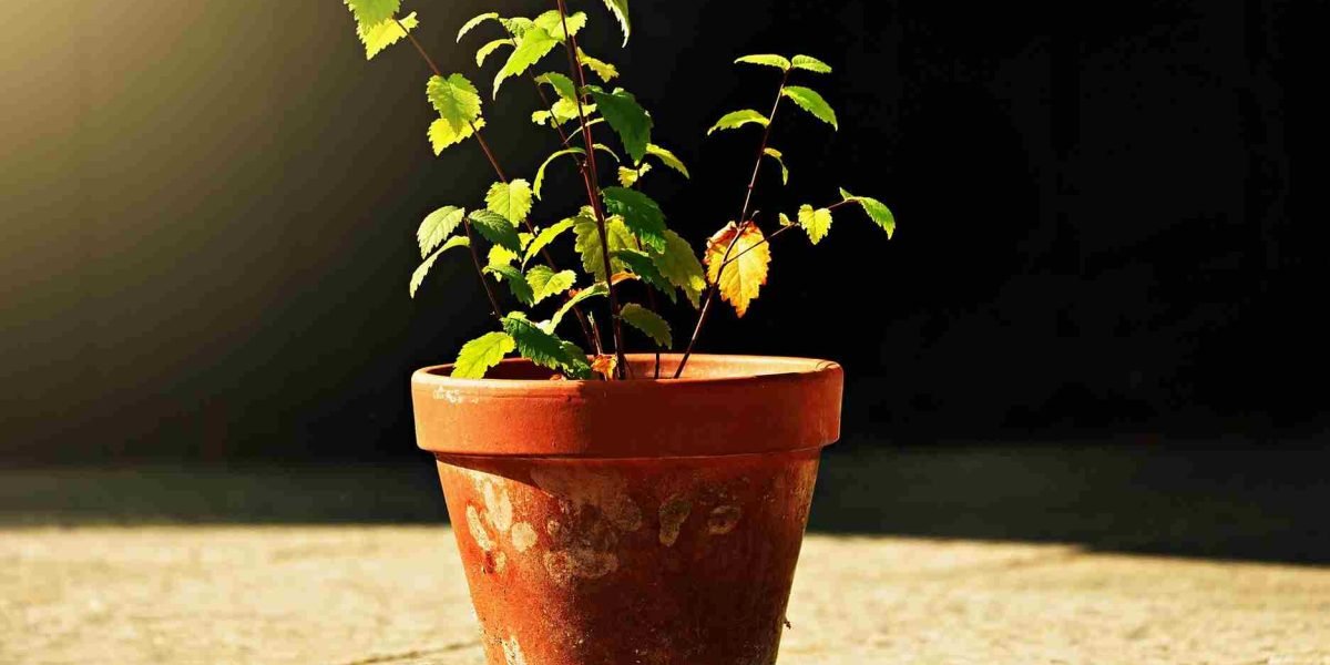 Planta no vaso de cerâmica