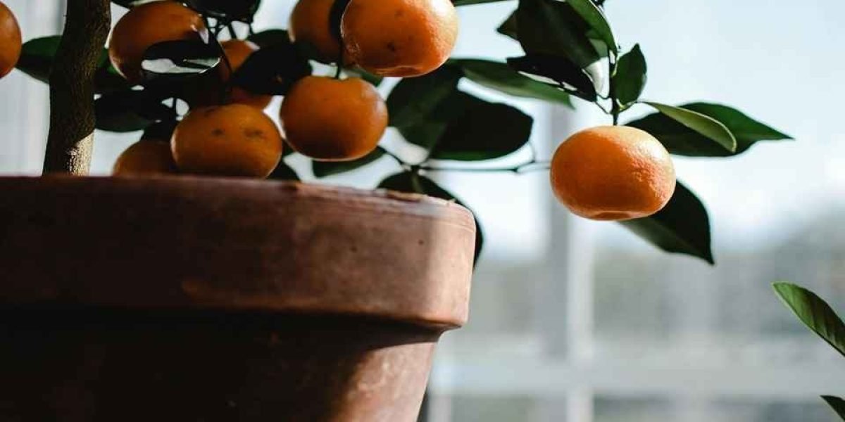 Aumente a Produção da Sua Frutífera em Vasos com Estas Estratégias Comprovadas