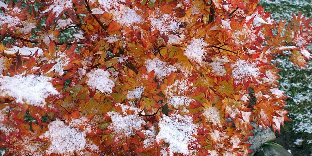 Looking down at the top of an Autumn Moon Japanese Maple, with a light dusting of snow, after a fall snowstorm in Trevor, Wisconsin, USA