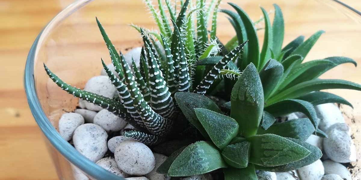Mix types of Haworthia Succulent Houseplant arrangement in open glass terrarium