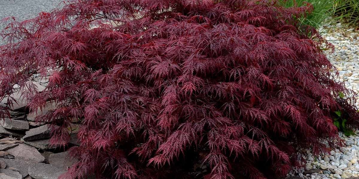 Maple medium fast growing cultivar reaching a height of 4m and a width of 3m. forms a relatively airy, later thickening rounded crown. The seven-lobed leaves have a dark purple color in spring,
