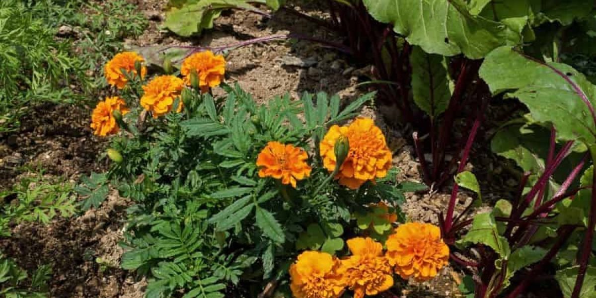 Descubra o Segredo Para Cultivar Vegetais Saudáveis e Saborosos