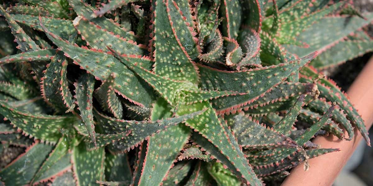 Descubra o Segredo Inacreditável que Pode Transformar Seu Dia a Dia!