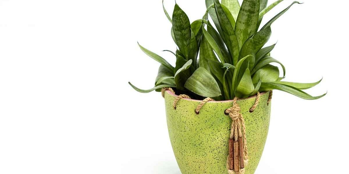 Espada de São Jorge