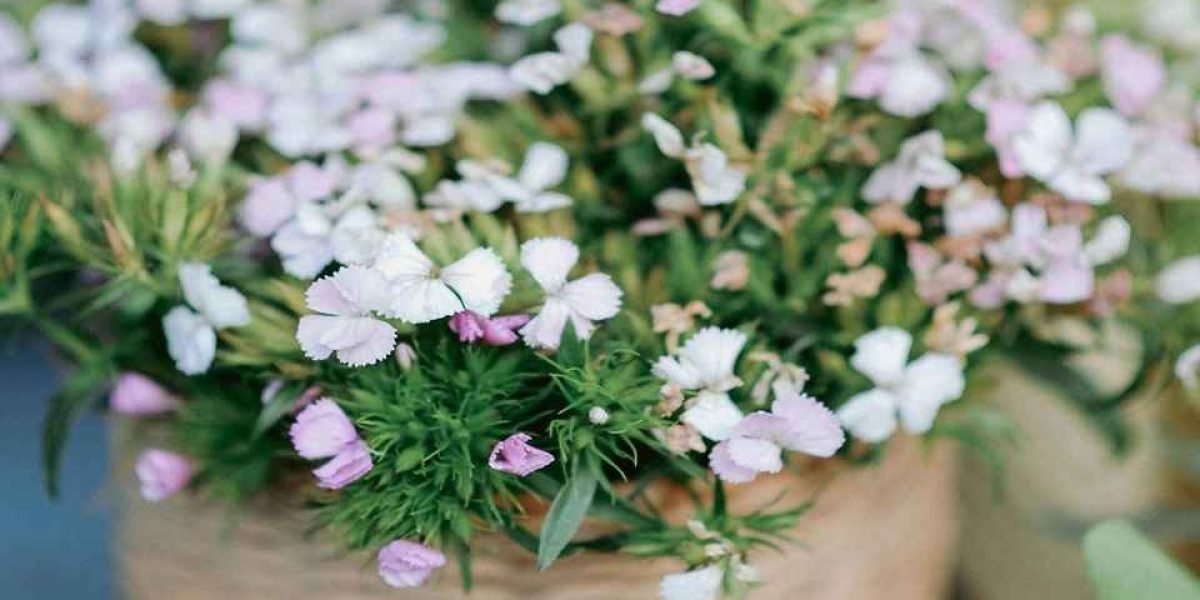 Plantas na Janela