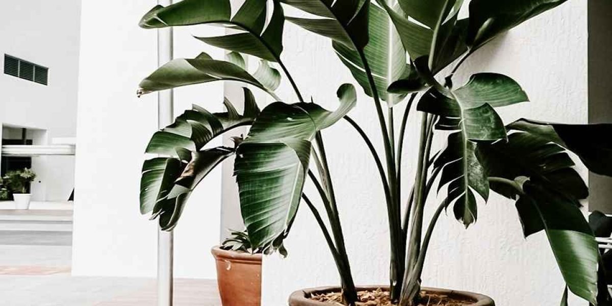 Planta no vaso 