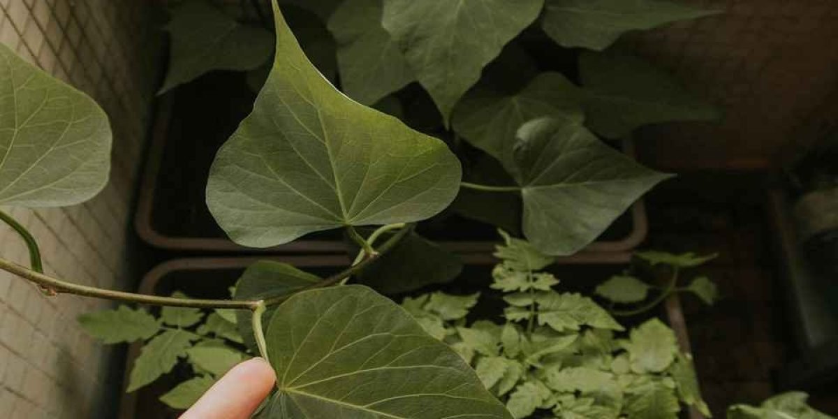 Planta