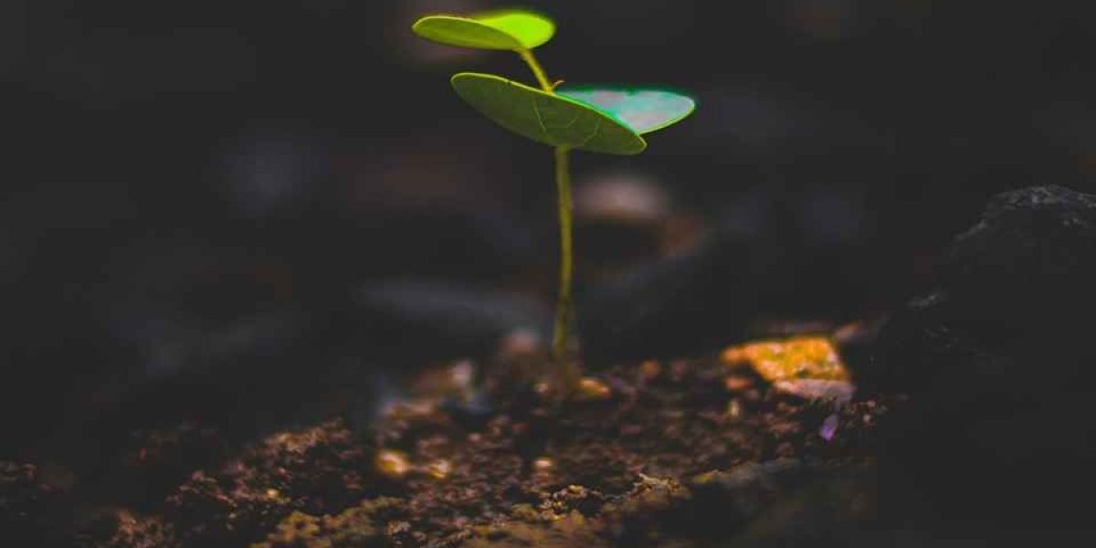 Plantas crescendo 