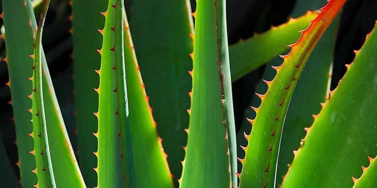 Aloe Vera saudável