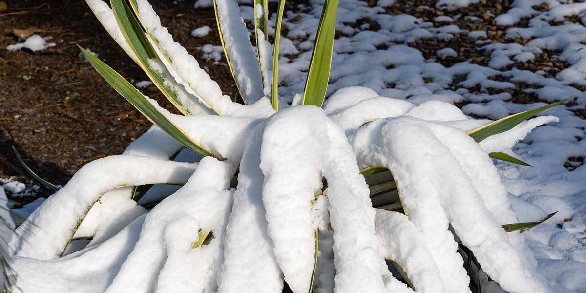 Beautiful striped leaves of Yucca gloriosa Variegata under snow. Close-up. Yucca gloriosa Variegata on shore of pond. Snowy winter in landscaped garden. Nature concept for design.