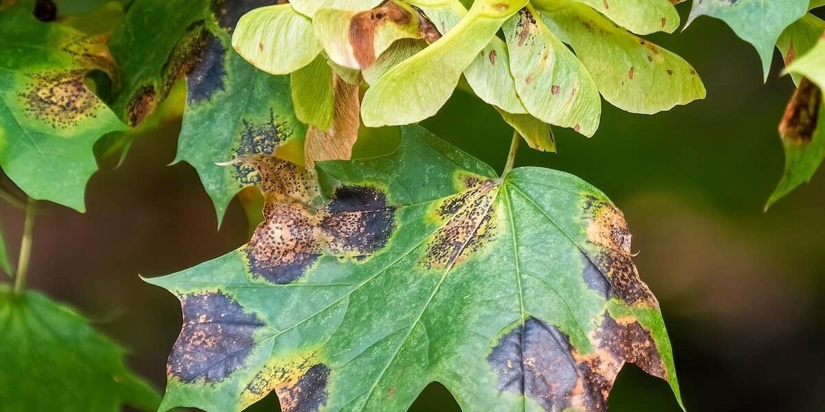 Descubra o Segredo dos Jardins que Transformam Vidas!