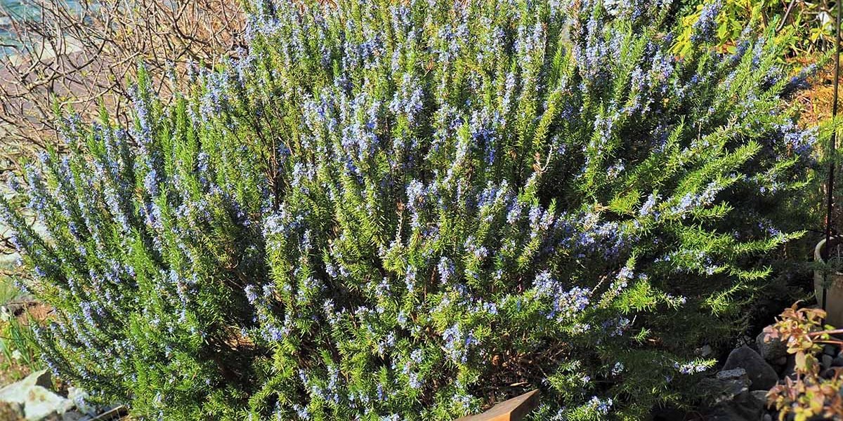 Descubra o Segredo que Transformará Seu Jardim Hoje!