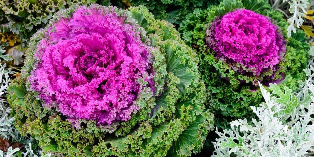 Descubra o Segredo Surpreendente para Fazer Seu Jardim Florescer!